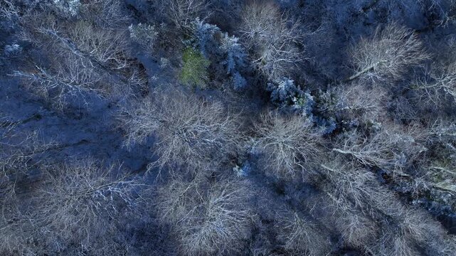 Aerial view from a drone of the mixed forests of fir, pine, and beech trees in the Pyrenees Mountains. Pyrenees. Navarre. Huesca. Aragon. Spain. Europe.