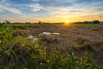 Fototapeta premium Scenic view landscape of rice stubble in a rice field after harvest with field cornfield or in Asia country agriculture harvest with fluffy clouds blue sky sunset evening background.