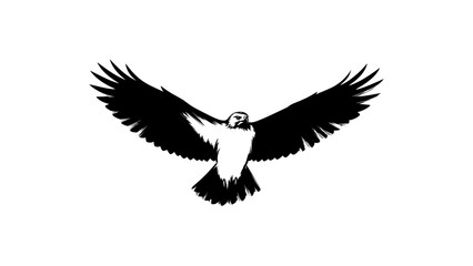 Fototapeta premium Majestic Bird of Prey Soaring