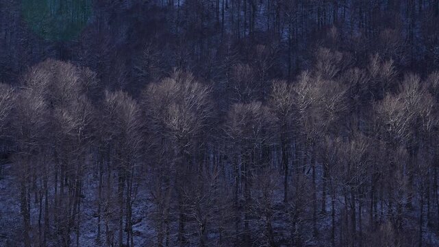 Aerial view from a drone of the beech and fir forest in Belagua, in the Navarrese Pyrenees. Isaba, Navarre, Spain, Europe.