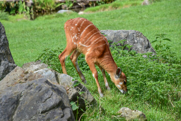 Sitatunga grazing in the grass © Jana