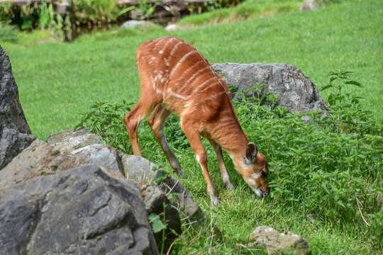 Sitatunga grazing in the grass