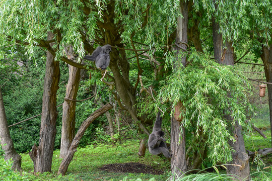 Silvery gibbon, gray monkey on a tree