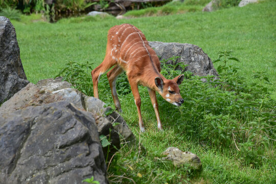 Sitatunga grazing in the grass, animal