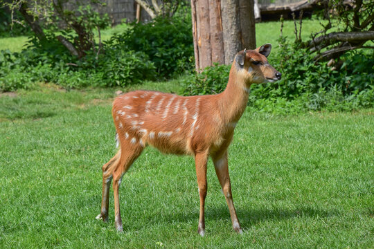 Sitatunga standing in the grass, animal