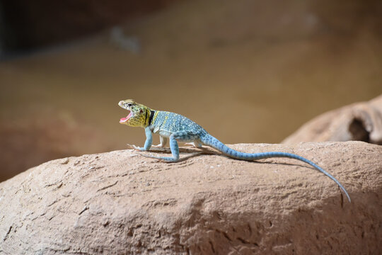 Common collared lizard screaming, wild animal