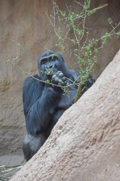 Gorilla eating bush, animal