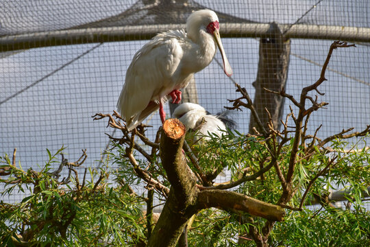 African spoonbill sitting on a branch and preening its feathers