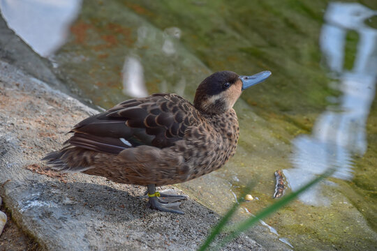 Blue-billed teal sitting by the water, bird