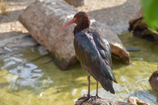 Northern bald ibis, bird with beautiful black feathers