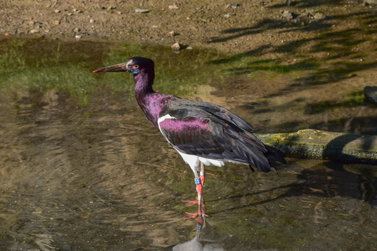 Abdim's stork, bird with beautiful black feathers