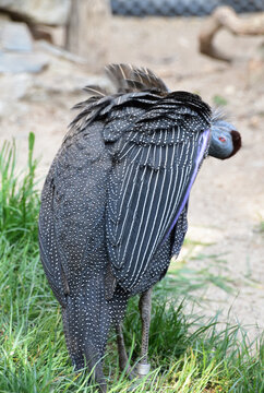 Vulturine guinea fowl
