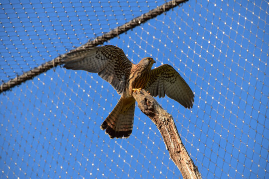 Common kestrel spreading its wings, probably wanting to fly away