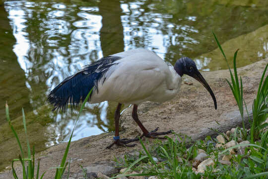 African sacred ibis near water, bird