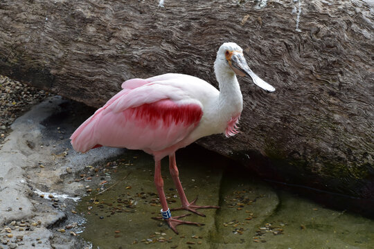 Roseate spoonbill, a bird with beautiful pink feathers