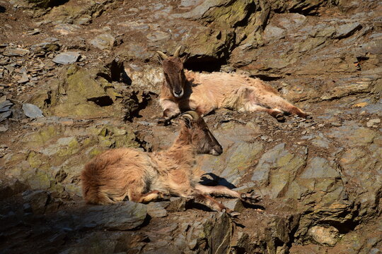 Barbary sheep lying and resting on rocks