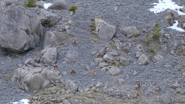 Pyrenean chamois (Rupicapra pyrenaica) in winter in the Aragonese Pyrenees. La Jacetania region, Huesca, Aragon, Spain, Europe.