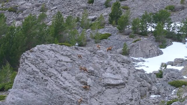 Pyrenean chamois (Rupicapra pyrenaica) in winter in the Aragonese Pyrenees. La Jacetania region, Huesca, Aragon, Spain, Europe.