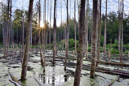 Lake created by beaver feeding at sunrise, forest pond with dead trees, Canton of Zurich, Switzerland