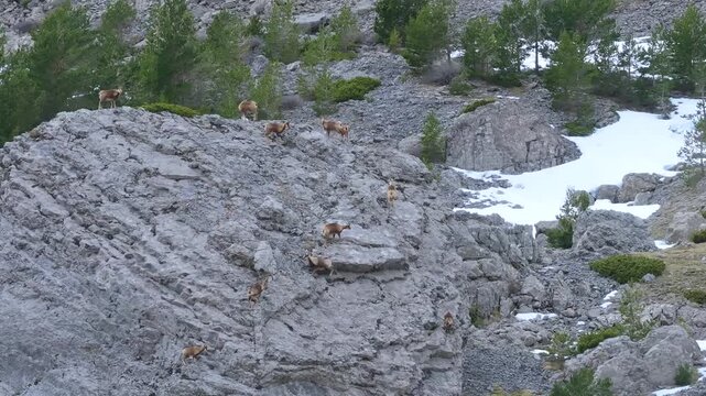 Pyrenean chamois (Rupicapra pyrenaica) in winter in the Aragonese Pyrenees. La Jacetania region, Huesca, Aragon, Spain, Europe.