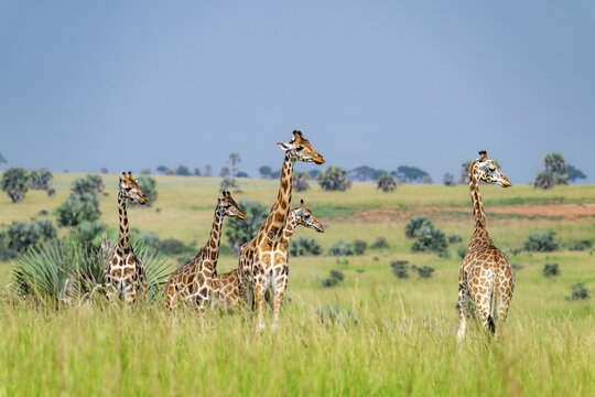 Rothschild's giraffes (Giraffa camelopardalis rothschildi) in green grass, Murchison Falls National Park, Uganda