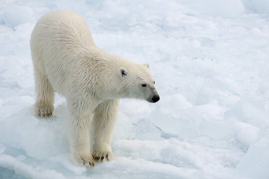 Polar Bear (Ursus maritimus) standing on pack ice, Spitsbergen Island, Svalbard Archipelago, Svalbard and Jan Mayen, Norway