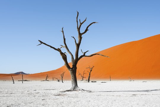 Dead camel thorn trees (Vachellia erioloba), red sand dunes, white salt pan, Dead Vlei, Sossusvlei, Namib Desert, Namib-Naukluft Park, Namibia