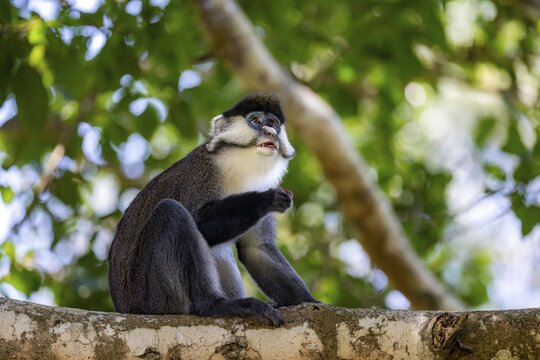 Red-tailed guenon or Congo white-nosed guenon (Cercopithecus ascanius schmidti), sitting on a tree, eating a fruit, Bigodi, Western Region, Uganda
