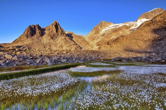 Flowering cotton grass (Eriophorum) in the Furka region at sunrise, Urseren Valley, Canton Uri, Switzerland