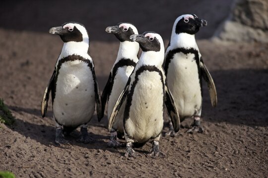 Jackass Penguins or African Penguins (Spheniscus demersus), on the beach, Stony Point, Betty's Bay, Western Cape, South Africa
