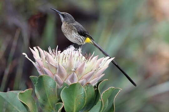 Cape Honeybird (Promerops cafer), adult, male, on flower, Protea, vigilant, Kirstenbosch Botanical Gardens, Cape Town, South Africa