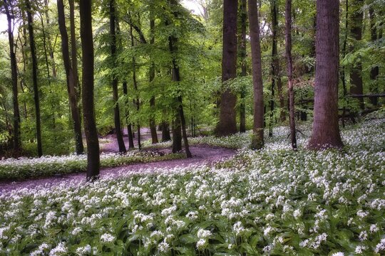 Forest path through flowering ramson (Allium ursinum), Canton Basel-Landschaft, Switzerland
