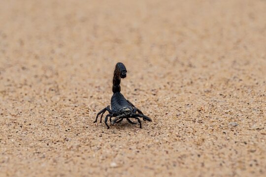 Black scorpion (Parabuthus villosus) running across sand, Namib Desert near Swakopmund, Namibia