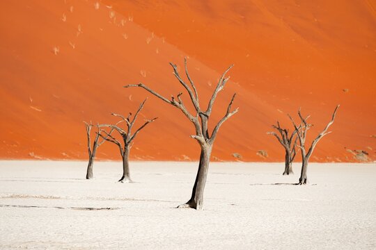 Dead camel thorn trees (Vachellia erioloba), red sand dunes, white salt pan, Dead Vlei, Sossusvlei, Namib Desert, Namib-Naukluft Park, Namibia