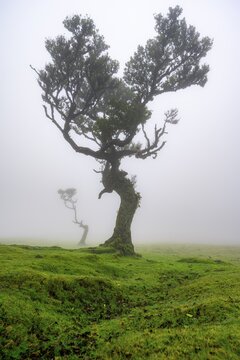 Stinkwood (Ocotea foetens) overgrown with moss and plants in the mist, Old laurel forest, Stink laurel, Laurisilva, UNESCO World Heritage Site, Fanal, Madeira, Portugal