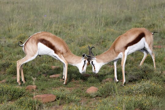 Springbok (Antidorcas marsupialis), adult, male, two, fighting, Mountain Zebra National Park, Eastern Cape, South Africa