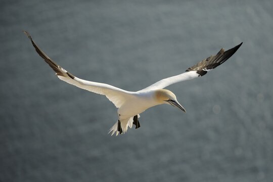 Gannet (Morus bassanus, bassana Sula) landing