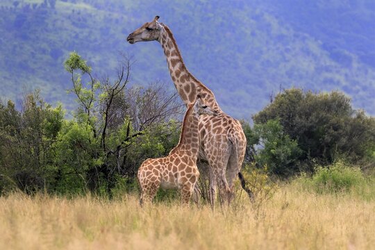 Cape giraffe (Giraffa camelopardalis giraffa), adult, female, mother, young, foraging, vigilant, social behaviour, Pilanesberg National Park, North West Province, South Africa
