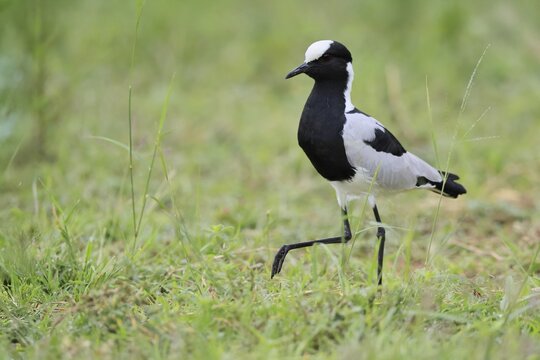 Black-headed Lapwing (Vanellus armatus), adult, foraging, Pilanesberg National Park, North West Province, South Africa