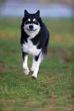 Alaskan Malamute (Canis lupus familiaris), adult, male, running, sled dog, Rhineland-Palatinate, Germany