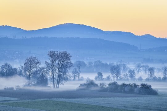 Meadows and trees in early fog, Reusstal, Aristau, Canton Aargau, Switzerland