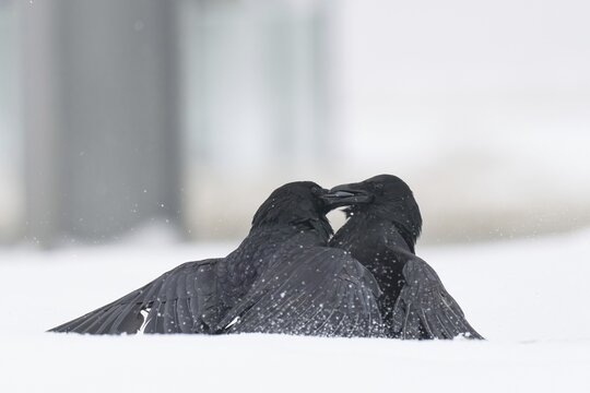 Two fighting crows (Corvus corone) in the snow, Hesse, Germany