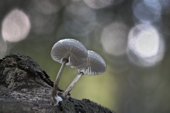Porcelain fungi (Oudemansiella mucida), Emsland, Lower Saxony, Germany