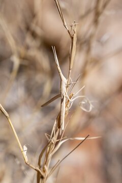 Field grasshopper (Acrida turrita), well camouflaged in dry grass, camouflage, Namib-Naukluft Park, Namibia