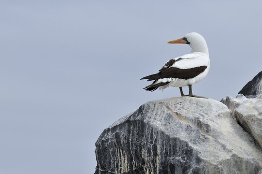 Nazca Booby (Sula granti), Espanola Island, Galapagos, Ecuador, South America