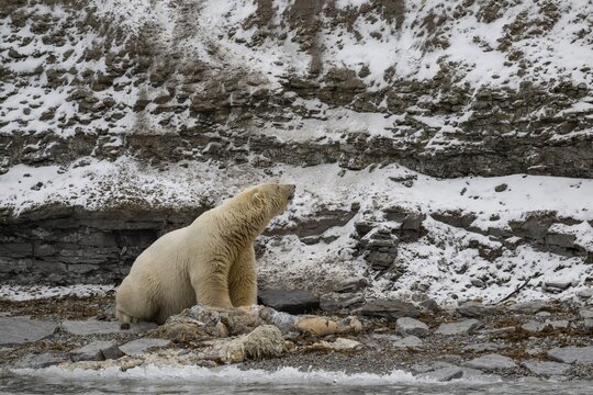 Scavenging polar bear (Ursus maritimus) eating the carcass of a stranded dead minke whale on the coast of Wahlberg&oslash;ya, Svalbard, Svalbard, Norway