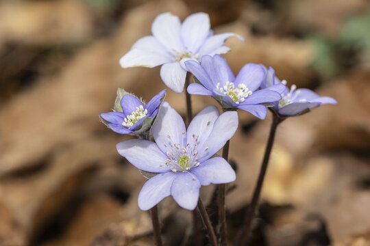 Liverwort (Hepatica nobilis), North Rhine-Westphalia, Germany