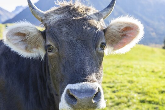 Allg&auml;uer Braunvieh (Bos primigenius taurus), Allg&auml;u, Bavaria, Germany