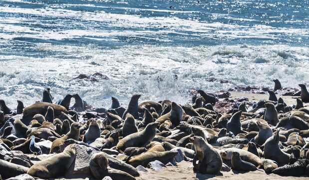 Colony of Brown Fur Seals or Cape Fur Seals (Arctocephalus pusillus), Dorob National Park, Cape Cross, Namibia