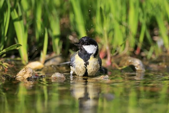 Great tit (Parus major), adult, bathing, in water, garden pond, Rhineland-Palatinate, Germany